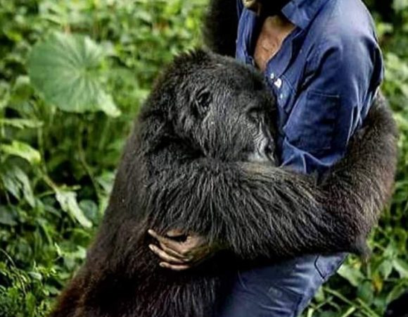 Circuit Gombe National Parc