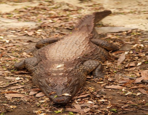 Le musée National de Gitega