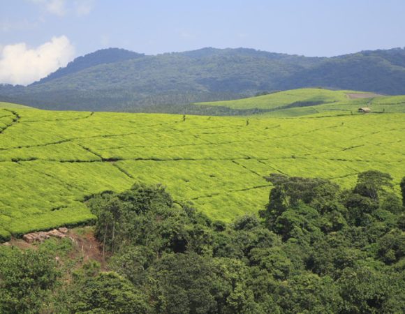 La fête des semailles (Umuganuro)