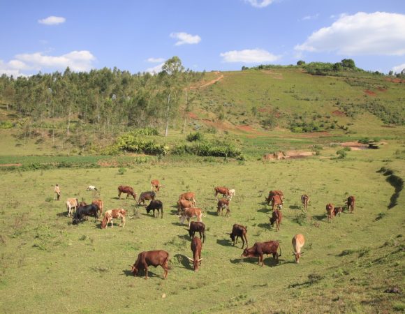le circuit d’intronisation des Rois