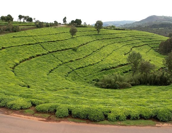 Les tombeaux des Reines