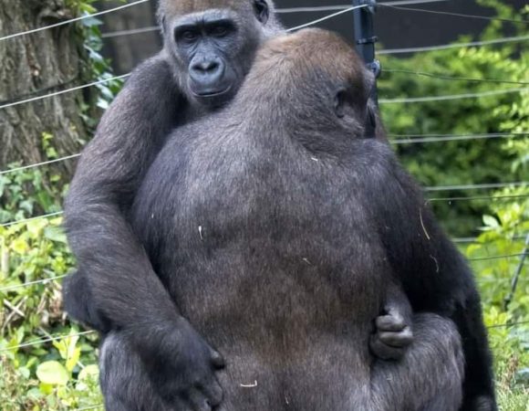 Circuit Virunga National Parc