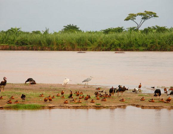 les parcs nationaux (la Kibira, la Ruvubu, la Rusizi)